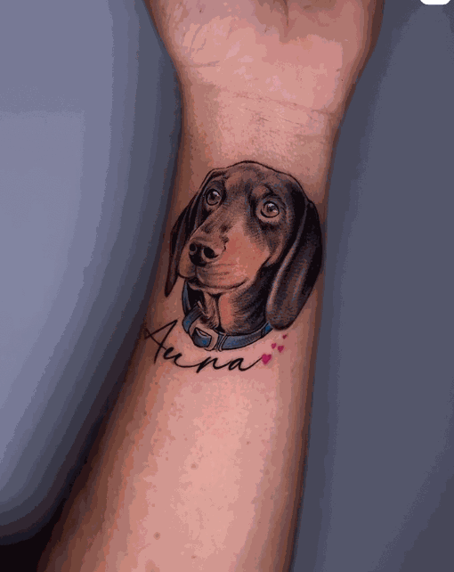 Dachshund Pet Portrait